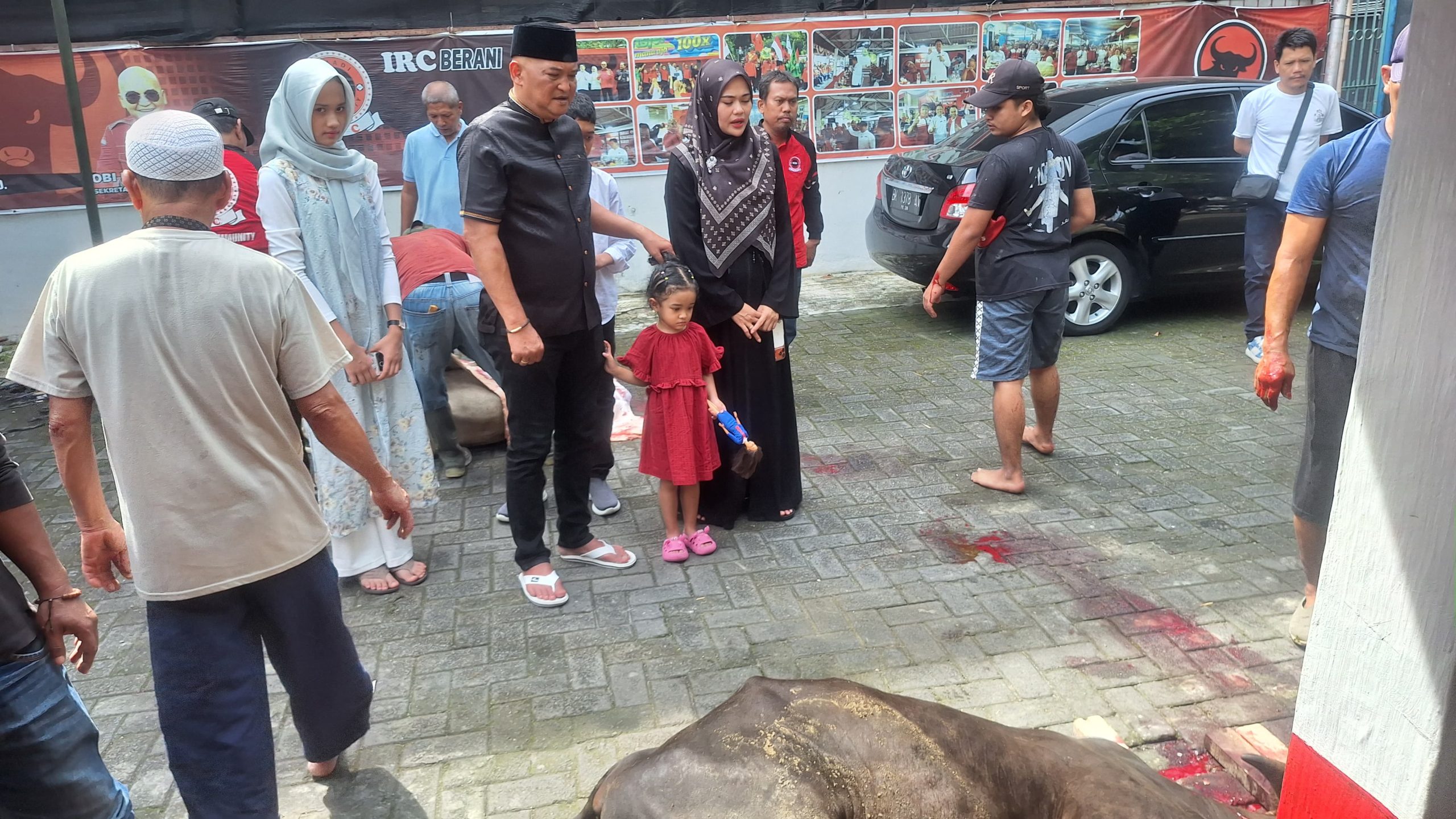 Laksanakan Kurban, Robi Barus S.E M.A.P Sembelih 2 Ekor Lembu