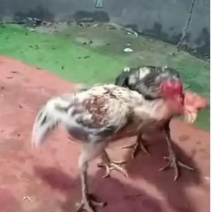 Lokasi Judi Sabung Ayam di Gg. Pepaya Pasar VI Desa Manunggal Beromset Puluhan Hingga Ratusan Juta Tak Tersentuh Hukum