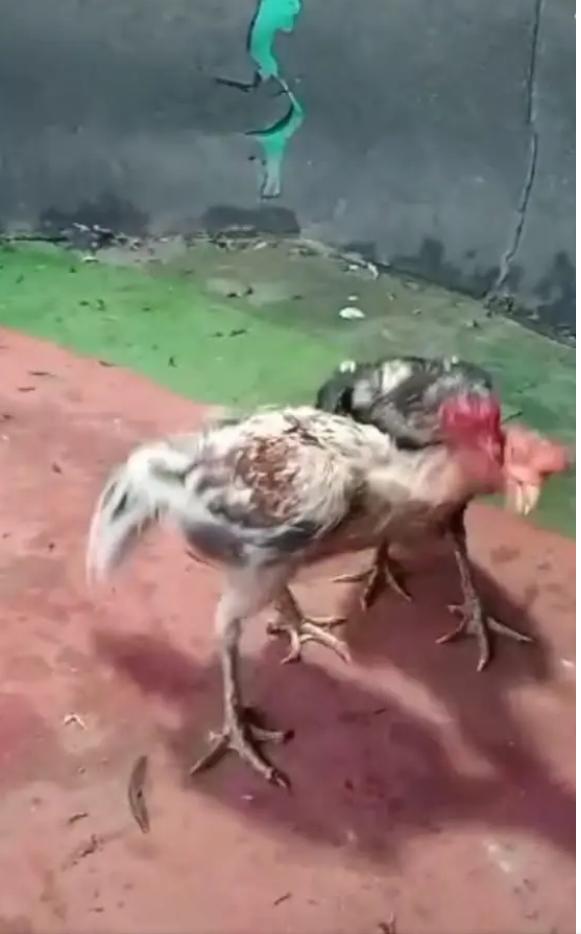 Lokasi Judi Sabung Ayam di Gg. Pepaya Pasar VI Desa Manunggal Beromset Puluhan Hingga Ratusan Juta Tak Tersentuh Hukum