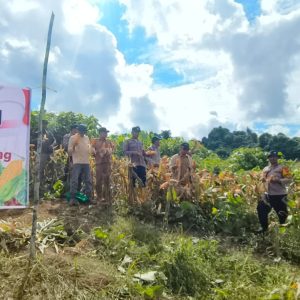 Polsek Kaliorang Kawal Panen Raya Jagung Serentak, Desa Cipta Graha Dukung Ketahanan Pangan Nasional