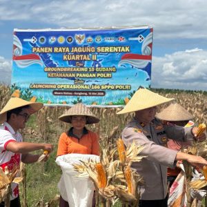 Dukung Ketahanan Pangan Nasional,Polsek Muara Wahau Panen Jagung Kwartal II Bersama PT DSN Group