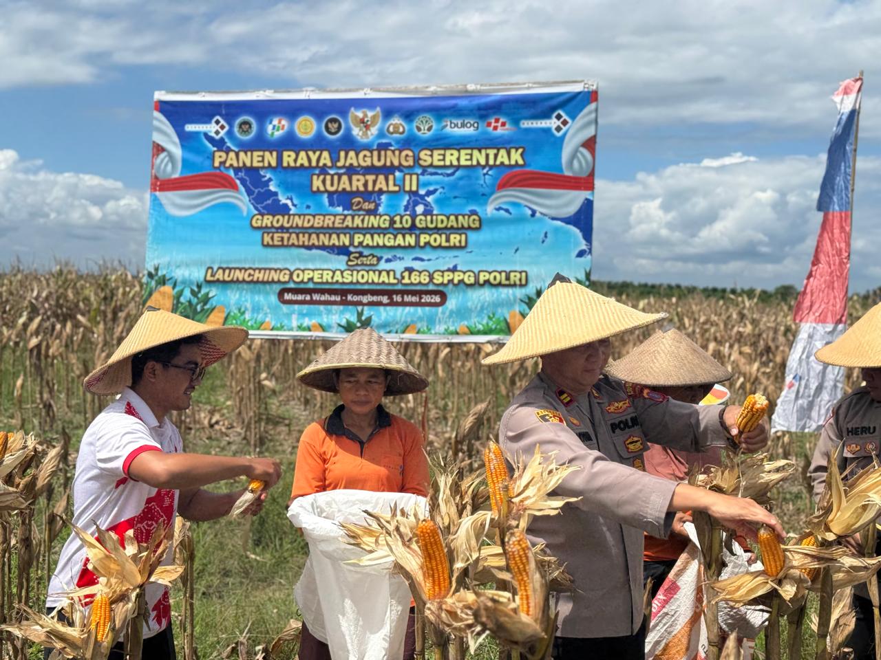 Dukung Ketahanan Pangan Nasional,Polsek Muara Wahau Panen Jagung Kwartal II Bersama PT DSN Group