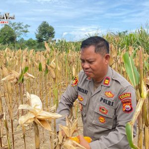 Dukung Ketahanan Pangan Nasional, Bhabinkamtibmas Polsek Lubuk Pinang Dampingi Panen Raya Jagung Warga