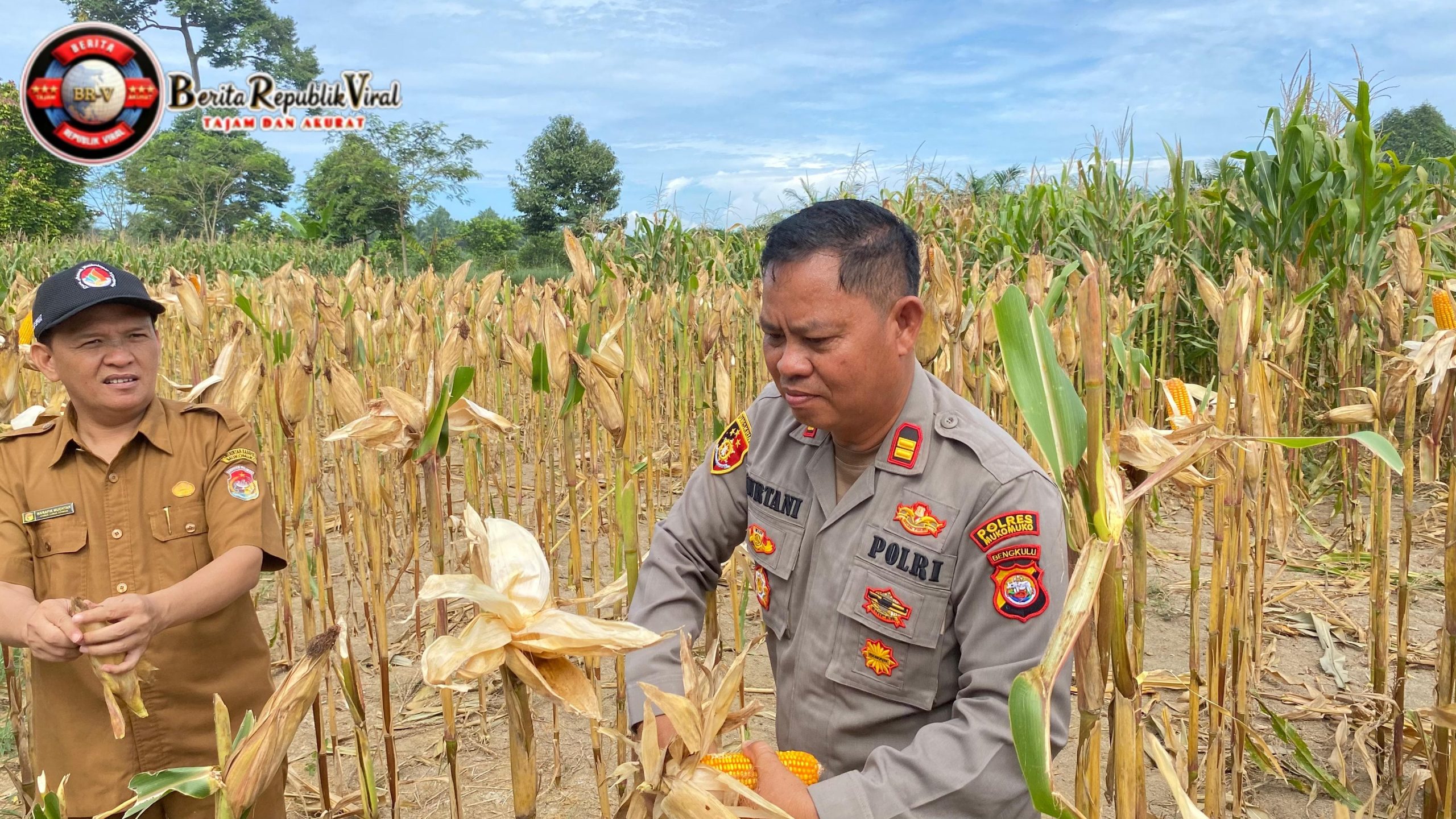 Dukung Ketahanan Pangan Nasional, Bhabinkamtibmas Polsek Lubuk Pinang Dampingi Panen Raya Jagung Warga